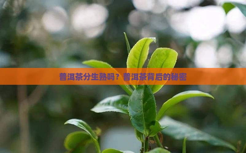 普洱茶编号分生熟吗
