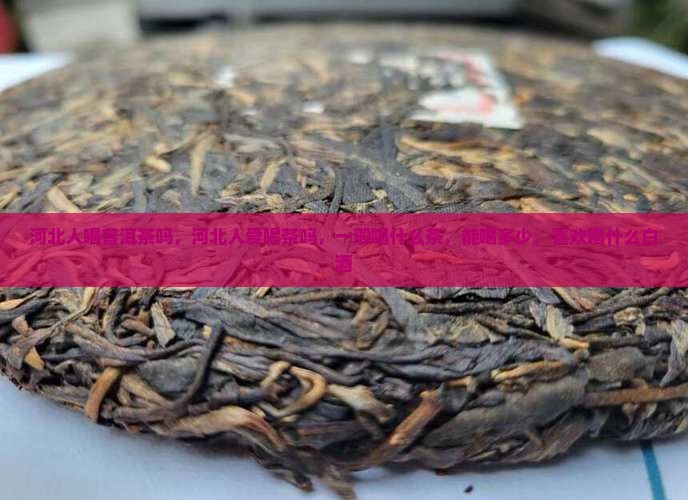 河北人喝普洱茶吗