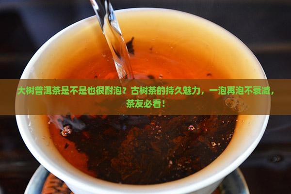 大树普洱茶是不是也很耐泡