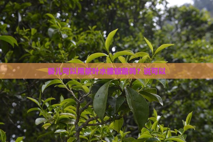 婴幼儿可以用茶叶水擦眼睛吗