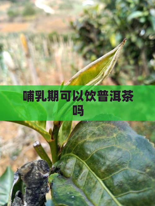 哺乳期可以饮普洱茶吗