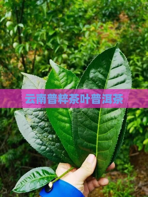 云南普粹普洱茶