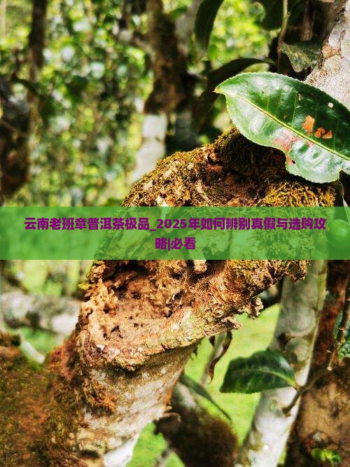 云南老班章普洱茶极品