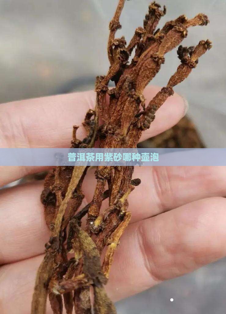普洱茶用紫砂哪种壶泡最好