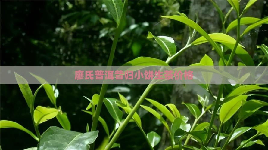 廖氏昔归小饼生茶