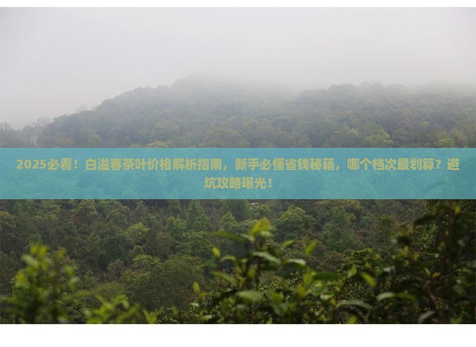 白溢春茶叶价格