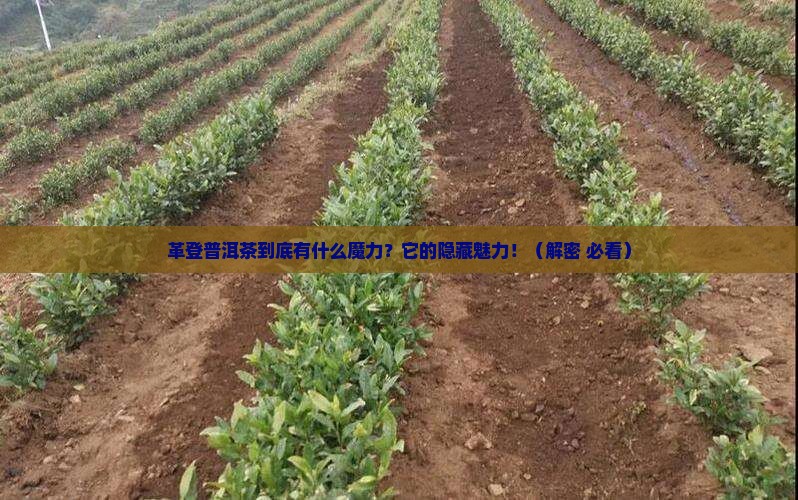 革登普洱茶特点