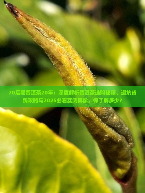 70后喝普洱茶20年
