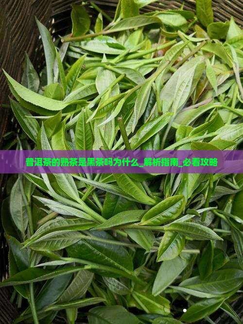普洱茶的熟茶是黑茶吗为什么