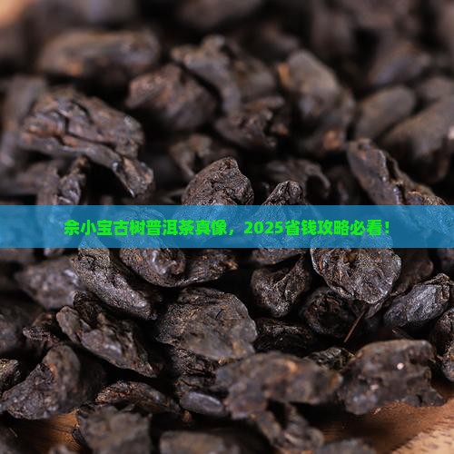 佘小宝聊古树普洱茶