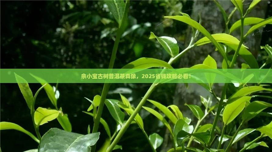 佘小宝聊古树普洱茶