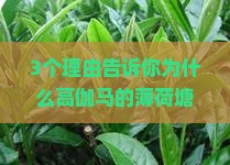 高伽马的薄荷塘普洱茶