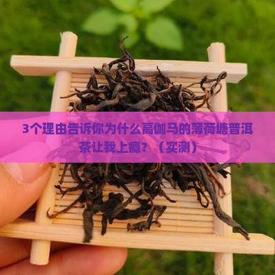 高伽马的薄荷塘普洱茶