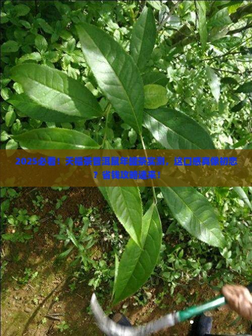 天福茶普洱鼠年罐茶