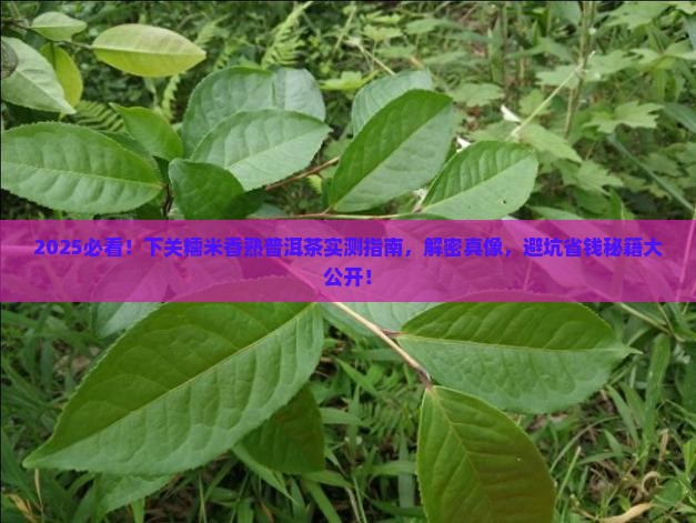 下关糯米香熟普洱茶推荐