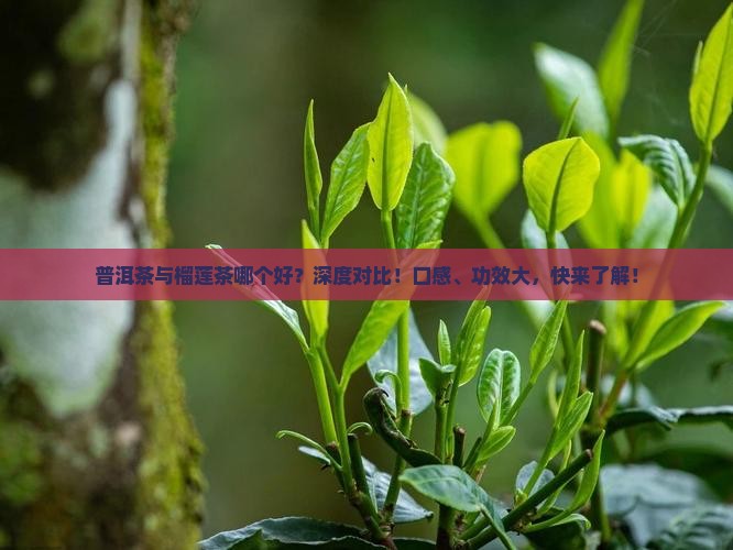 普洱茶与榴莲茶哪个好