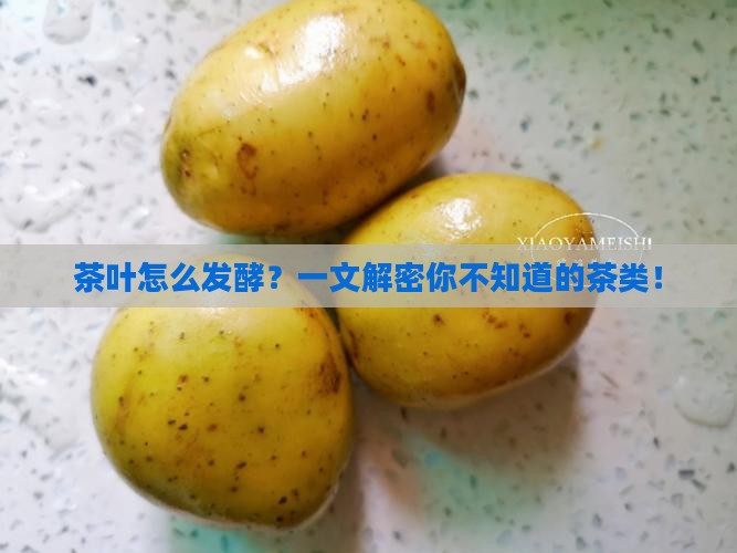 茶叶根据发酵程度分为