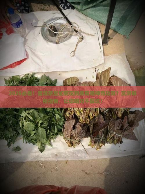普洱茶中的菊花有什么功效