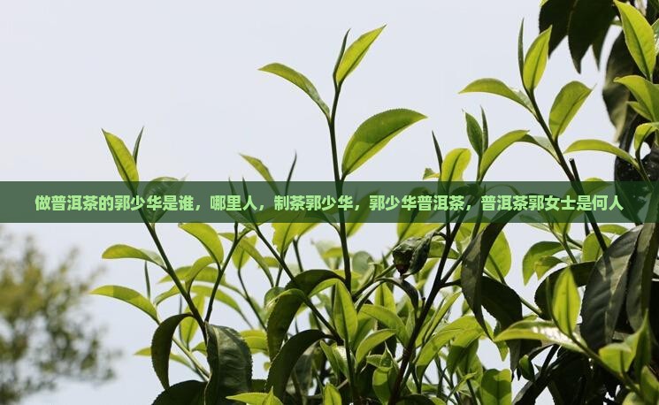做普洱茶的郭少华