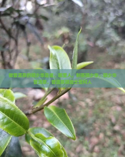做普洱茶的郭少华