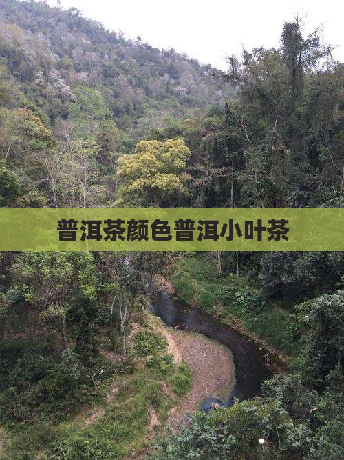 小叶普洱茶颜色