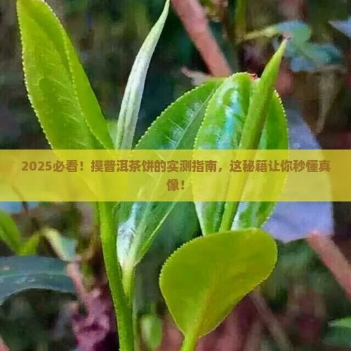 用手摸普洱茶饼