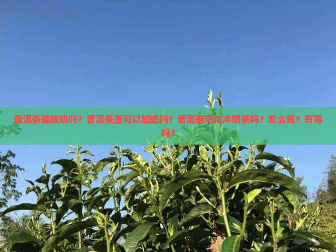 普洱茶能放奶吗