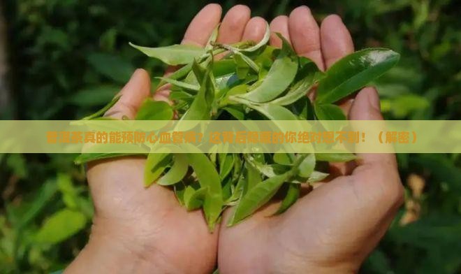 普洱茶心血管病成分