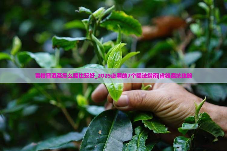 青柑普洱茶怎么喝比较好