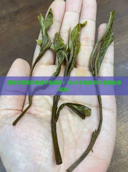 芸茗普洱茶怎么样