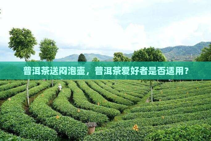 普洱茶送闷泡壶好不好用