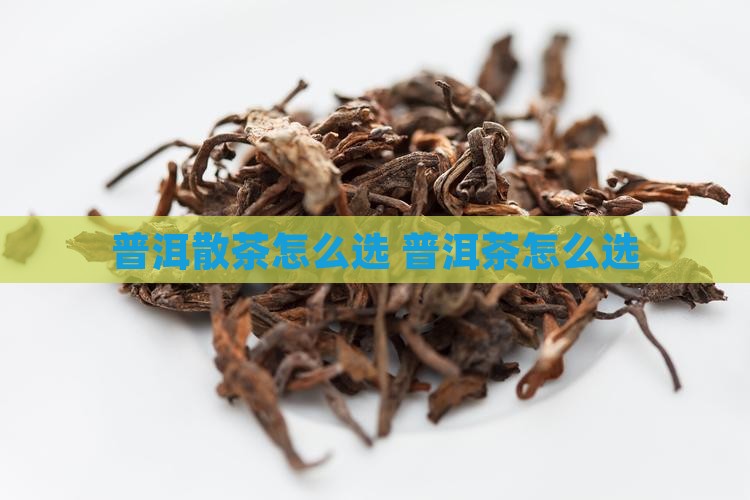 普洱茶散茶怎么选