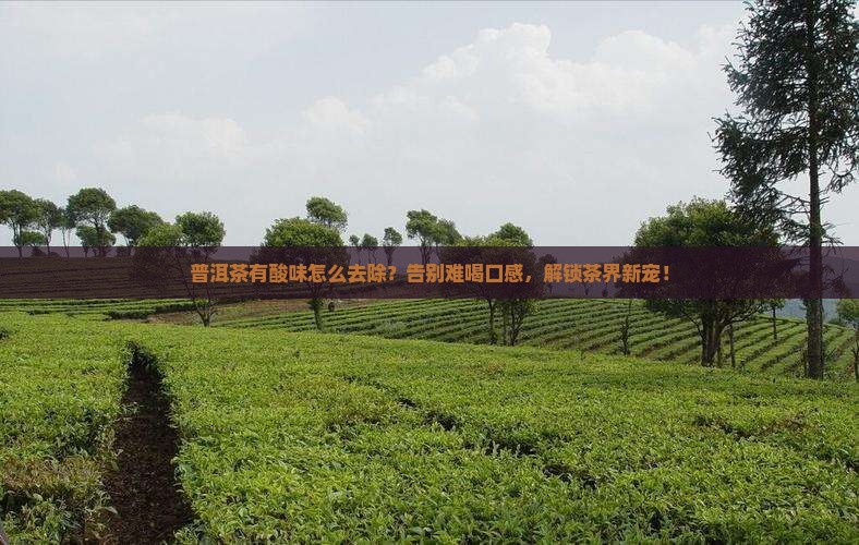普洱茶有酸味怎么去除