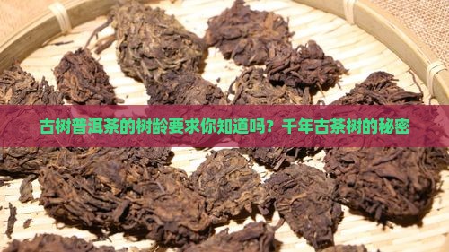 古树普洱茶的树龄要求