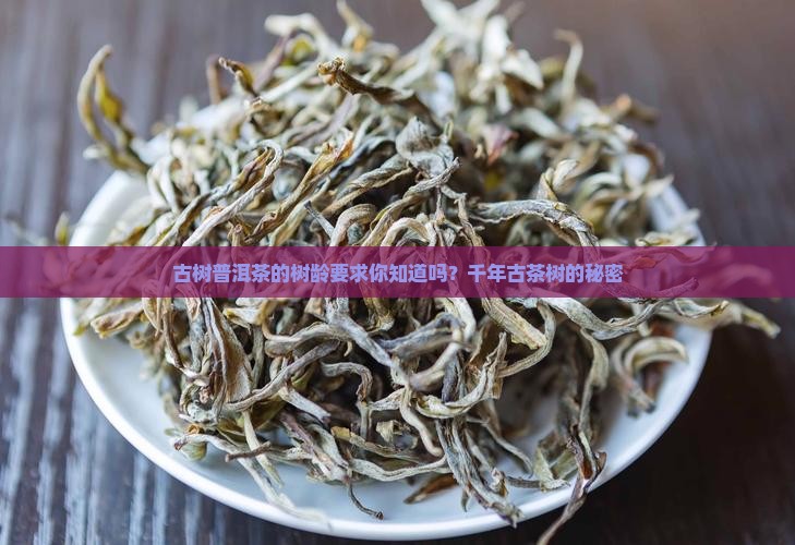 古树普洱茶的树龄要求