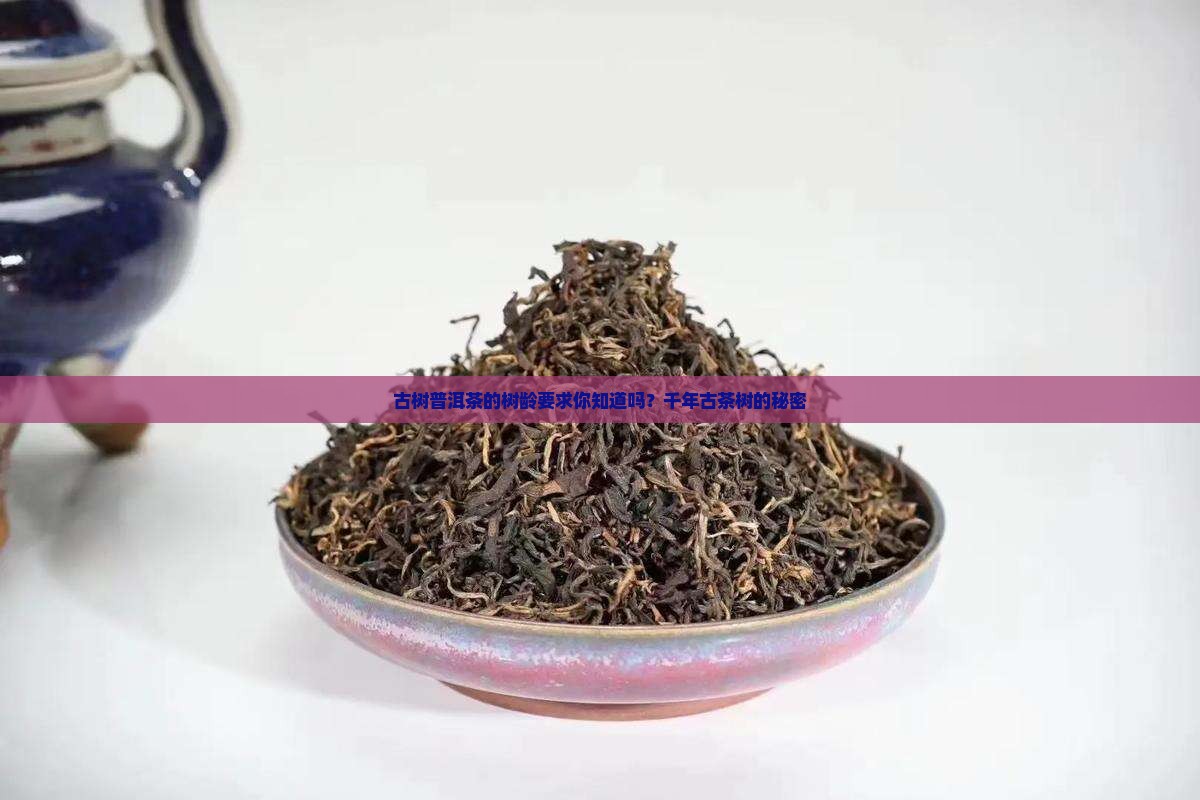 古树普洱茶的树龄要求