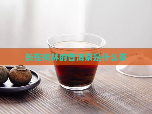 长在树林的普洱茶是什么茶