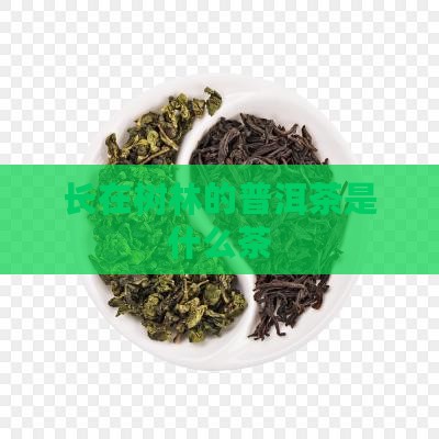 长在树林的普洱茶是什么茶