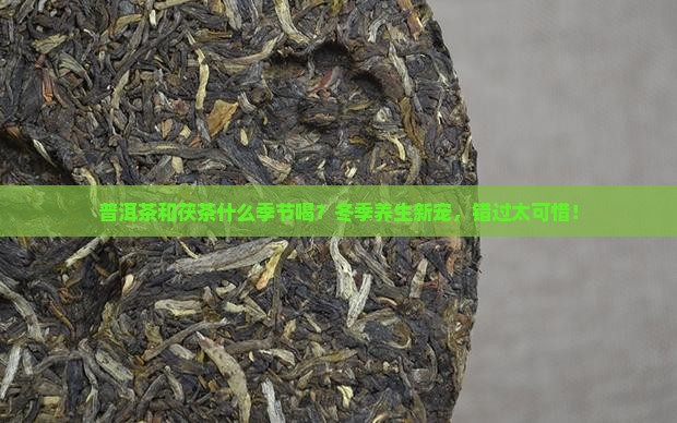 普洱茶和茯茶什么季节喝