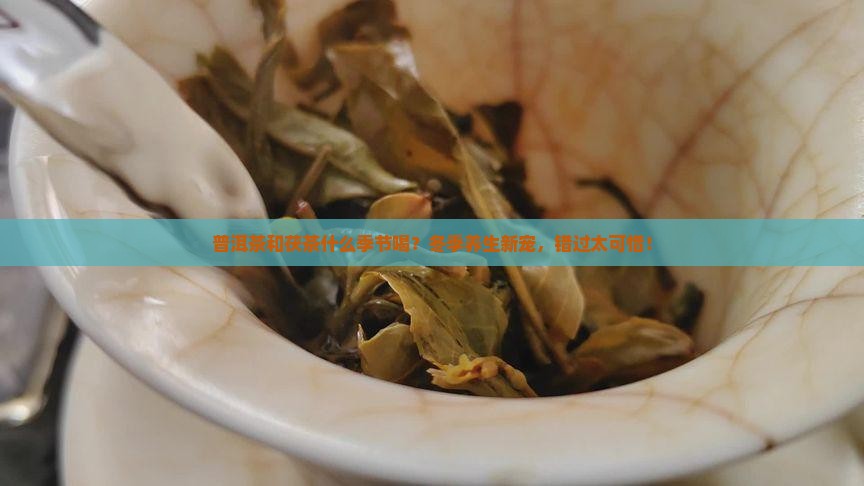普洱茶和茯茶什么季节喝