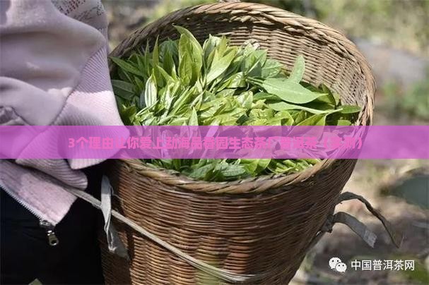 勐海品香园生态茶厂普洱茶