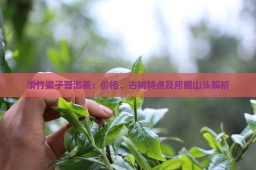 滑竹梁子普洱茶品牌