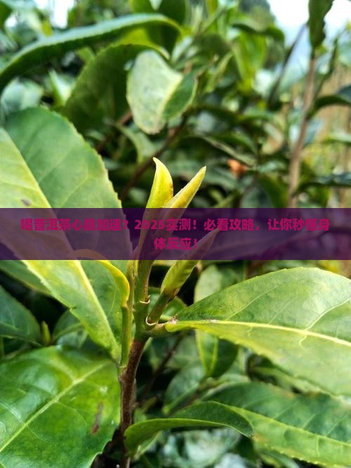 喝普洱茶心跳加速吗