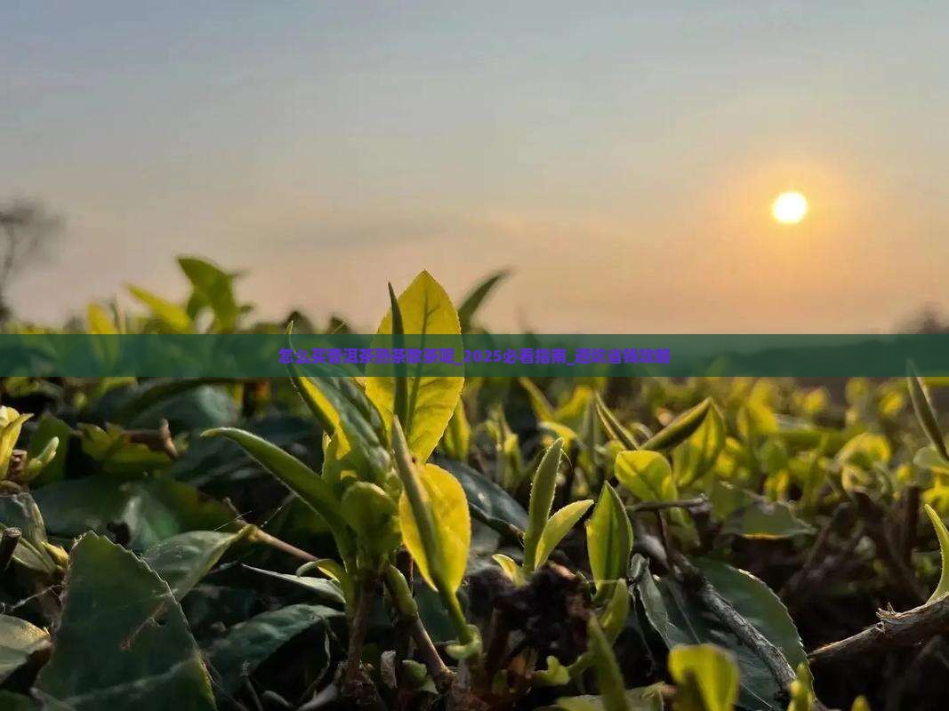 怎么买普洱茶熟茶散茶呢