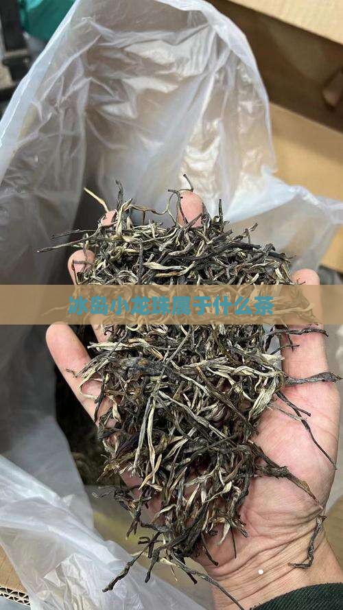 冰岛小龙珠属于什么茶