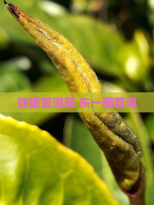 东一阁铁罐普洱茶