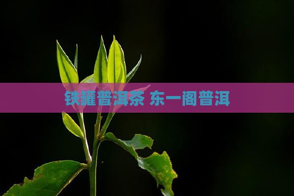 东一阁铁罐普洱茶