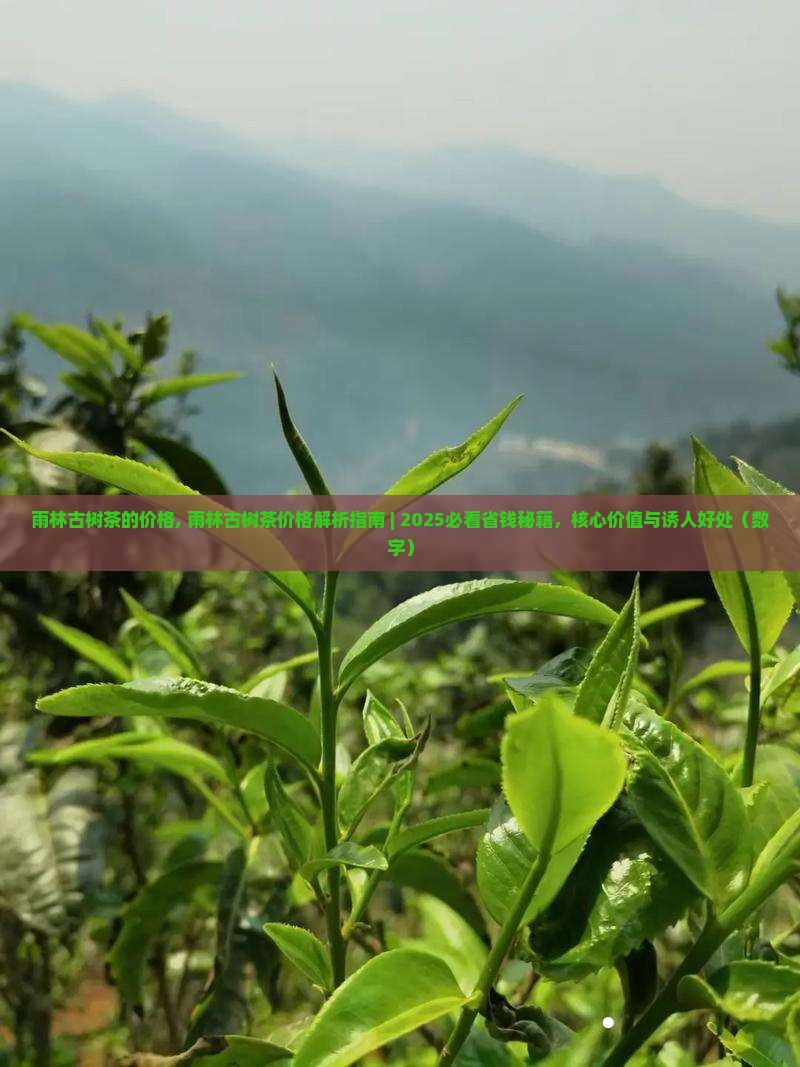 雨林古树茶的价格