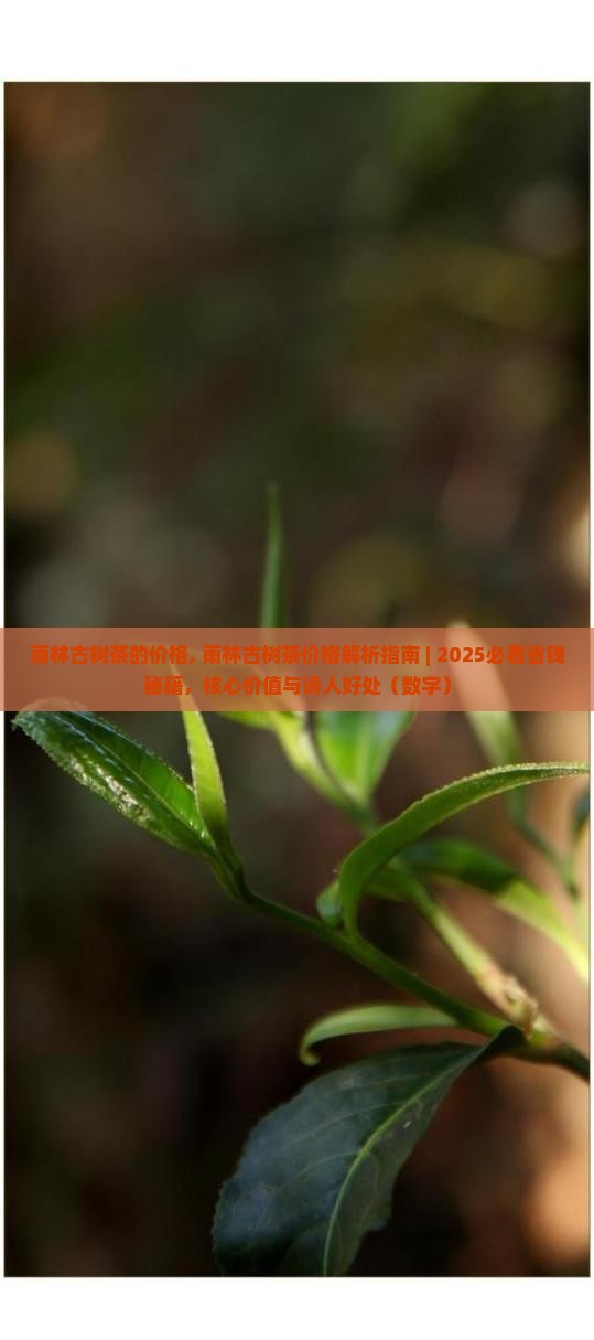 雨林古树茶的价格