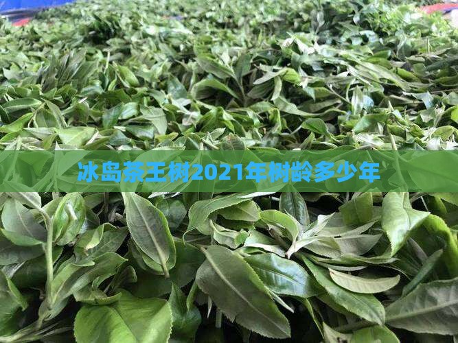 冰岛茶王树2021年